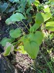 Plant name: Hosta Hosta  